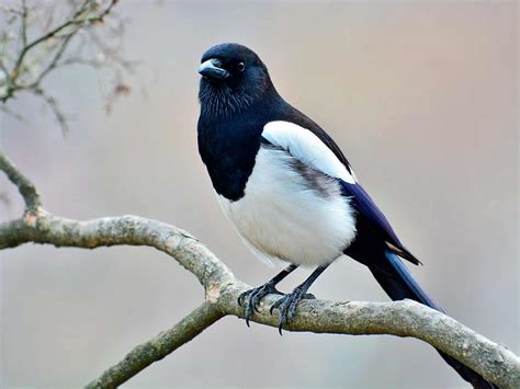 Black And White Bird With Blue Tail Uk - Frikilo Quesea