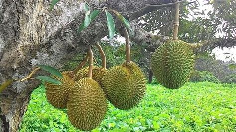 Top 5 Durian Farms in Johor - Durian Delivery Singapore