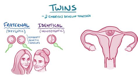 Human Embryo Twins