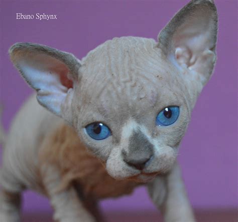 kitty sphynx cat gato esfinge | Sphynx, Gatos, Animales