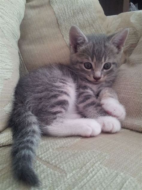 Mixed Breed kittens and cats for sale | Pets4Homes | Grey tabby cats ...