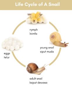 Snail Life Cycle Diagram