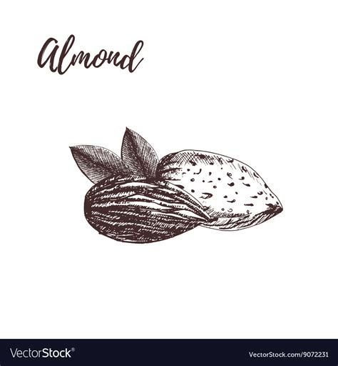 Almond hand drawn sketch Royalty Free Vector Image