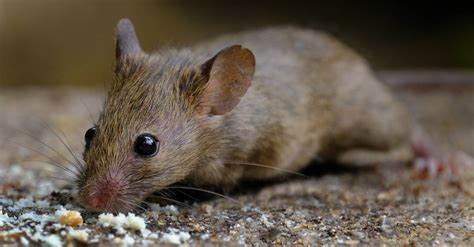 Types Of Mice: The 5 Most Common Mouse Species - AZ Animals