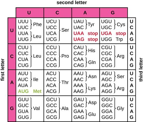 Reading Codon Charts Practice