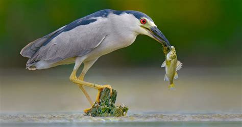 Black-crowned Night Heron Sounds, All About Birds, Cornell Lab of ...