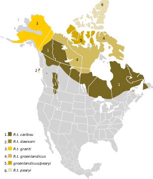 Reindeer distribution - Wikipedia