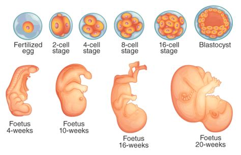 ZYGOTE