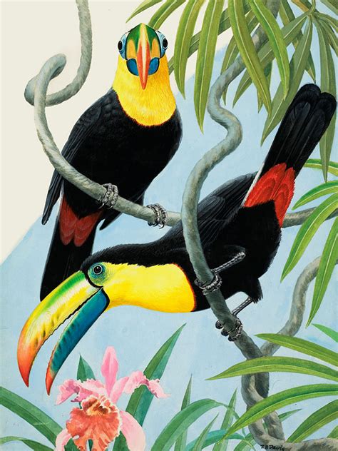 Two Toucans (Original) (Signed) by Reginald B Davis at The Book Palace