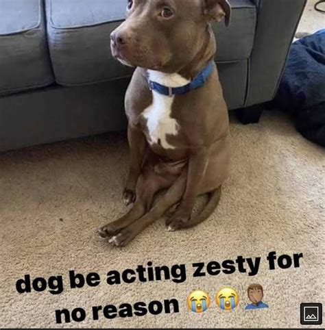 dog be acting zesty for no reason | Zesty (Slang) | Know Your Meme