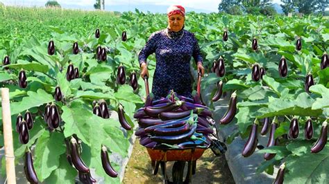 Harvesting Fresh Eggplant - Keeping Eggplant as Fresh for 2 Years ...