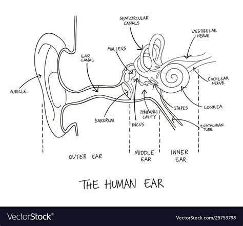 Hand drawn human ear anatomy Royalty Free Vector Image