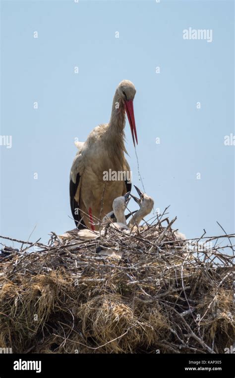 White stork feeding her family Stock Photo - Alamy