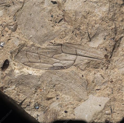 Wasp wing, fossil specimen - Stock Image - C012/2023 - Science Photo ...