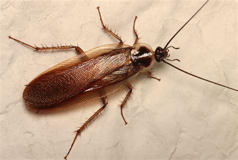 how do tree roaches get in your house - Signal Site Gallery Of Photos