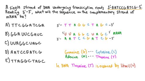 Question Video: Converting a DNA Sequence to mRNA | Nagwa