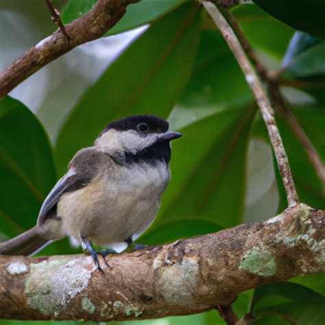 Chickadee Identification Guide for Florida – Nature Blog Network