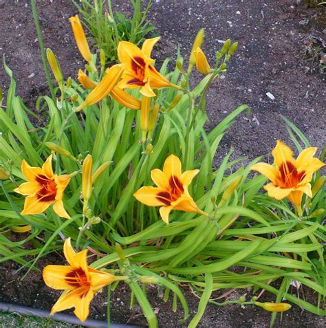 Photo of the entire plant of Daylily (Hemerocallis 'Bonanza ...