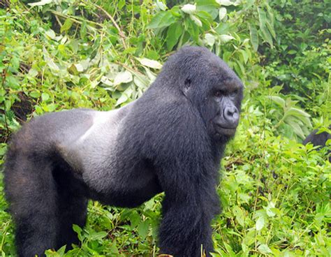 Gorilla Habituation Experience in Uganda