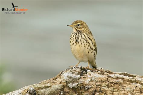 Meadow Pipit - Birds Online | Website of photographer Richard Stonier