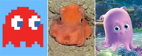 Scientists want to call this octopus ‘adorabilis’. We can think of some ...