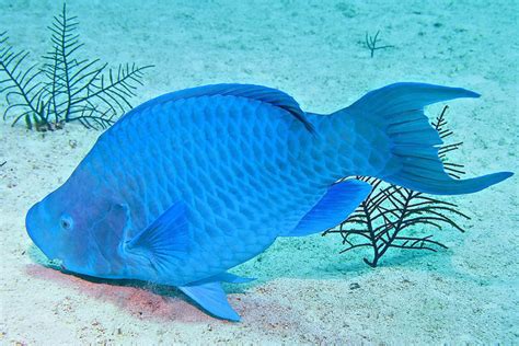 Ikan Terumbu Karang Yang Cantik Blue Parrotfish |MyRokan