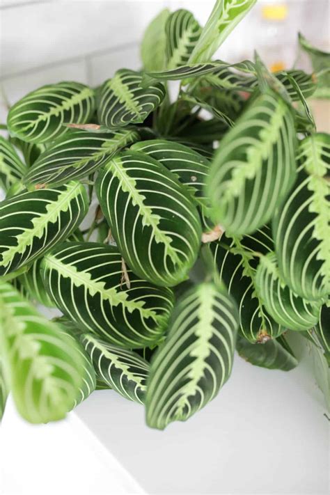 How to Take Care of Your Lemon Lime Prayer Plant - Paisley Plants