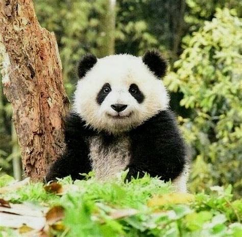 #babypandabears #babypandas in 2020 | Baby panda bears, Cute animals ...