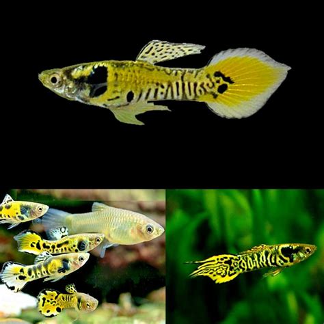 LIVE FISH - Guppies Endler - Tiger Endler Guppy 2cm - MALE - Aquarium ...