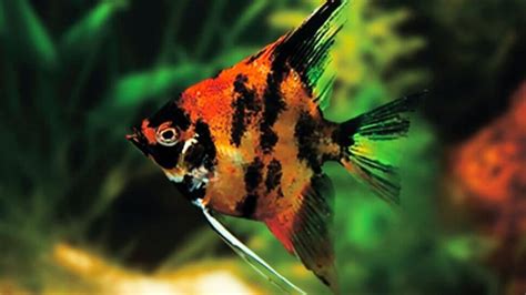 22 Different Freshwater Angelfish Types for Your Aquarium