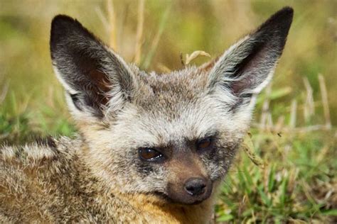 Feather Tailed Stories: Bat-eared Foxes (Africa Series)