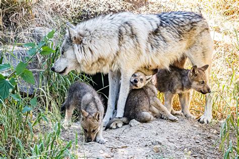 Newborn Gray Wolf Pups