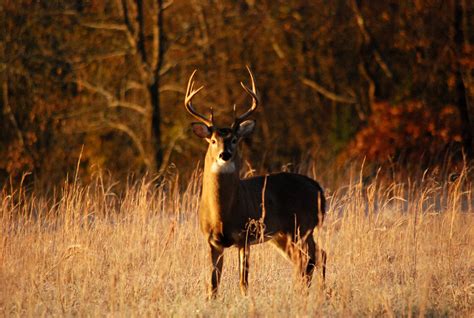 8 Deer Hunting Tips for Beginners