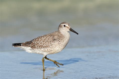 Bird Photography Basics. And Red Knot Identification Primer … « Arthur ...