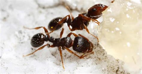 How Do You Identify a Pyramid Ant? - Ants Authority