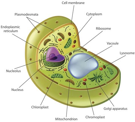 A Labeled Diagram That Explains the Function of Nucleolus - Biology Wise