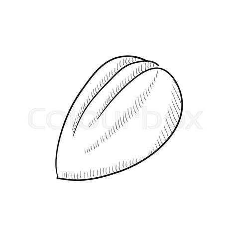 Almond vector sketch icon isolated on ... | Stock vector | Colourbox