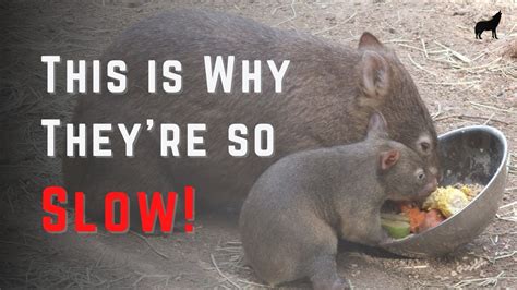 What Do Wombats Eat - The Complete Wombat Diet - YouTube