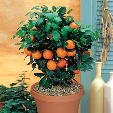 Valencia Orange - Citrus Trees - Stark Bro's