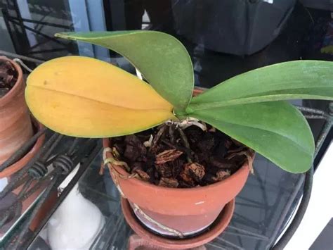 Orchid Leaves Turning Yellow: Causes and How to Save the Plant – Pretty ...