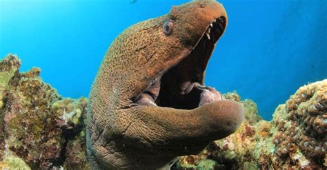 Moray Eel Teeth: Do Moray Eels Have Double Teeth? - IMP WORLD