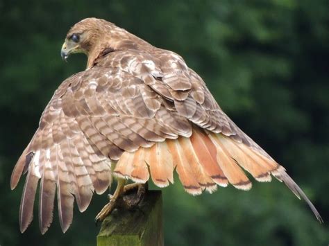 Red Tail Hawk spreading his feathers to dry after a rain! | Hawk ...