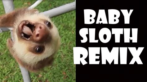 19++ Funny Sloth Memes Clean - Factory Memes