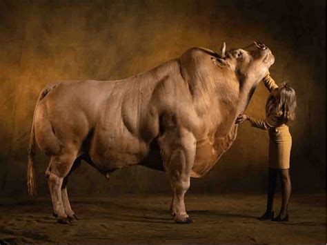 Belgian blue - the biggest of all cow units : r/AbsoluteUnits