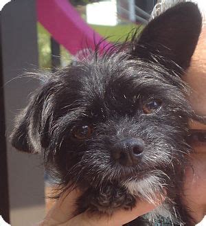 McScruffy | Adopted Dog | 12-1-015 | Chicago, IL | Affenpinscher/Cairn ...