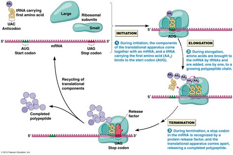 Contoh Pantun Dan Maksudnya Translation Biology Definition - IMAGESEE