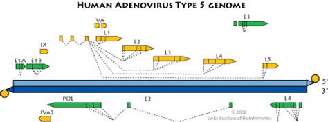 Adenoviridae ~ ViralZone