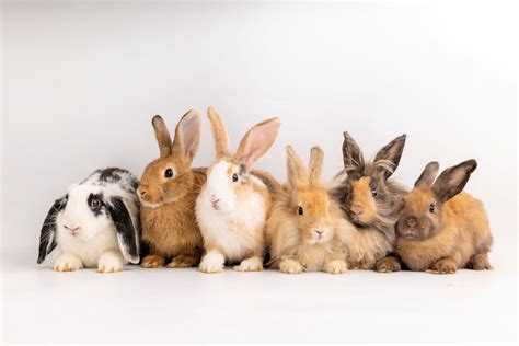 Pet Bunny Breeds