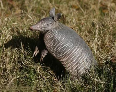 Nine Banded Armadillo Facts | Anatomy, Diet, Habitat, Behavior ...