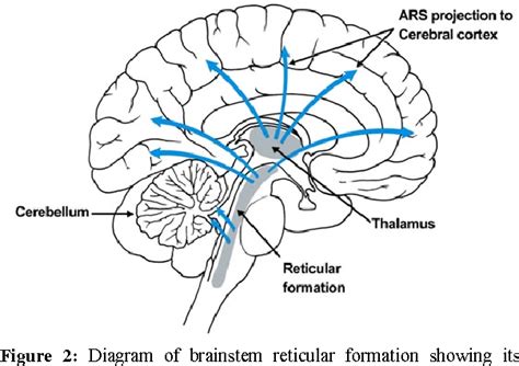 Reticular Formation